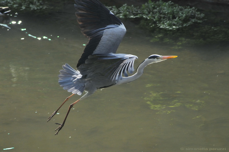 Airone curioso - Ardea cinerea